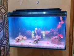 Fish Aquarium Tank (wall mounted)