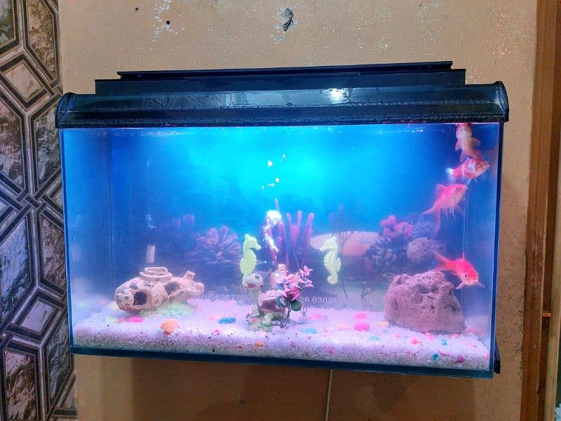 Fish Aquarium Tank (wall mounted) 0