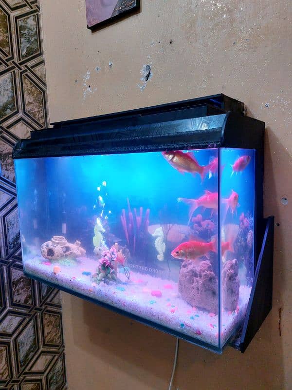 Fish Aquarium Tank (wall mounted) 1