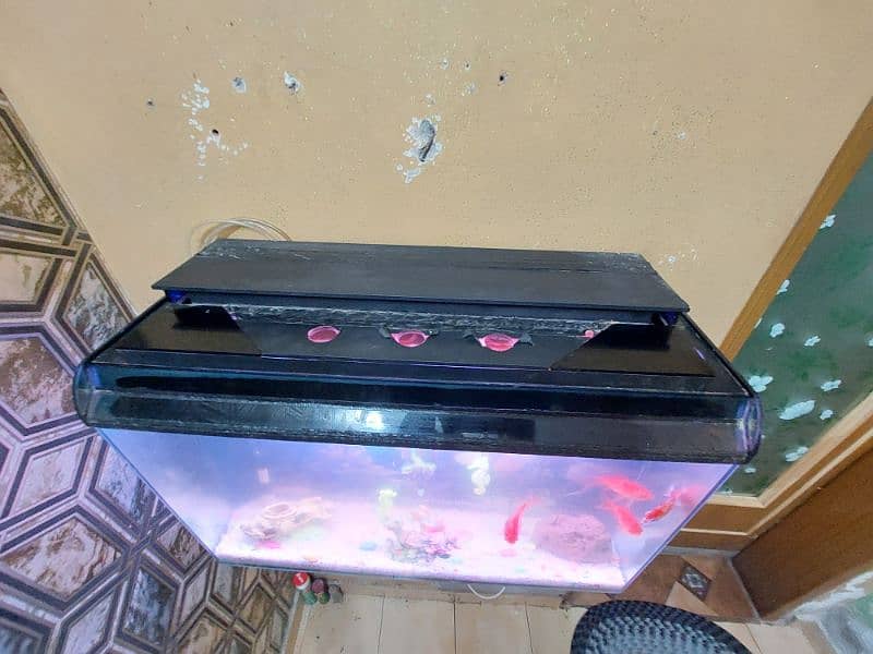 Fish Aquarium Tank (wall mounted) 2