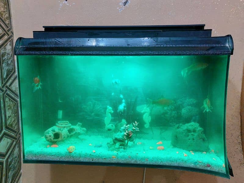 Fish Aquarium Tank (wall mounted) 3