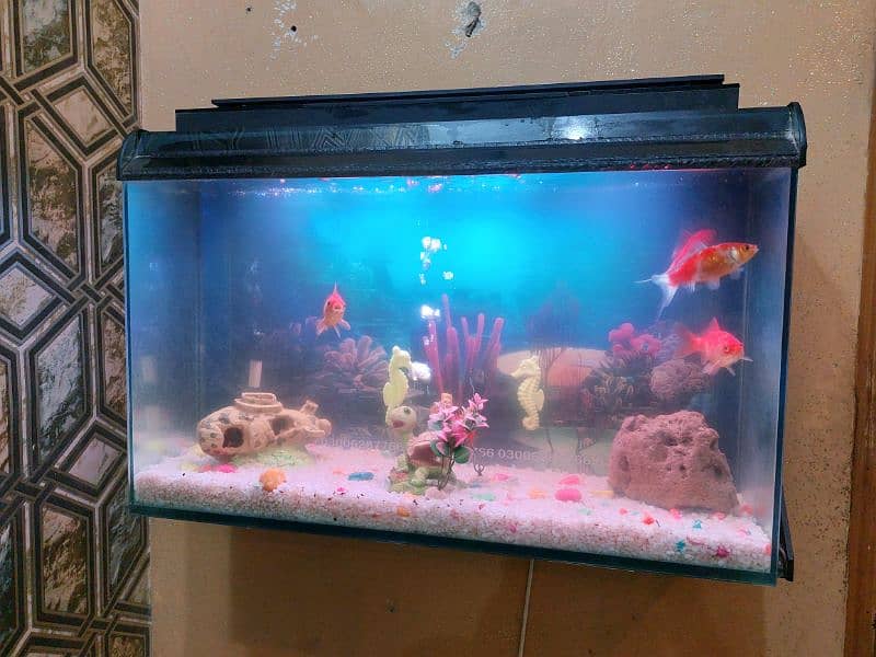 Fish Aquarium Tank (wall mounted) 4