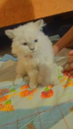 Himalayan type | Persian cats | At a good price from the markets