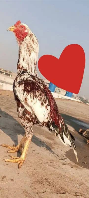 Shamo x kamalia Long Height Aseel Murga Aseel Patha 03098573144 3