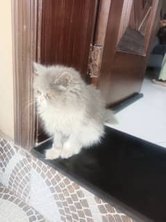 Persian cat 3rpl coated  only olx chat