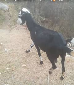 4 month Ghaban bakri available