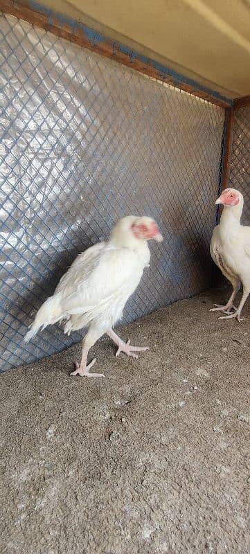 Heera Aseel Maadi pair for sale 3