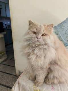 Persian triple coat kitten (almost 10 months old)