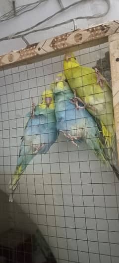 Australian parrots pair available for sale