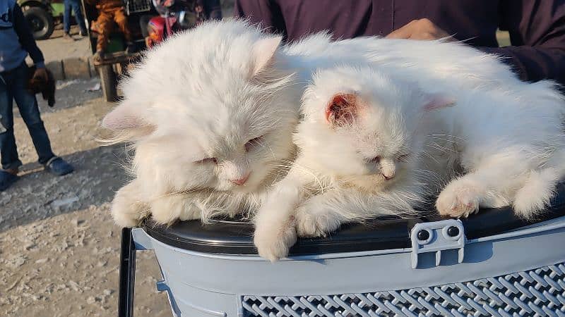 Persian cat / white male cat / triple coated / kitten / stud  male 1