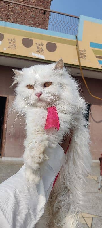 Persian cat / white male cat / triple coated / kitten / stud  male 3