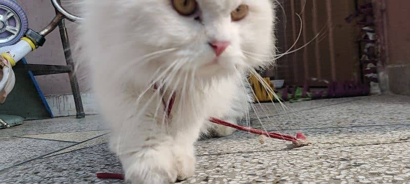 Persian cat / white male cat / triple coated / kitten / stud  male 4