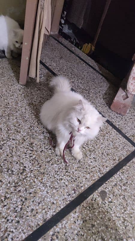 Persian cat / white male cat / triple coated / kitten / stud  male 5