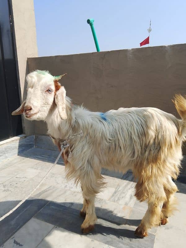 Pahari Bakra age 8 months 4