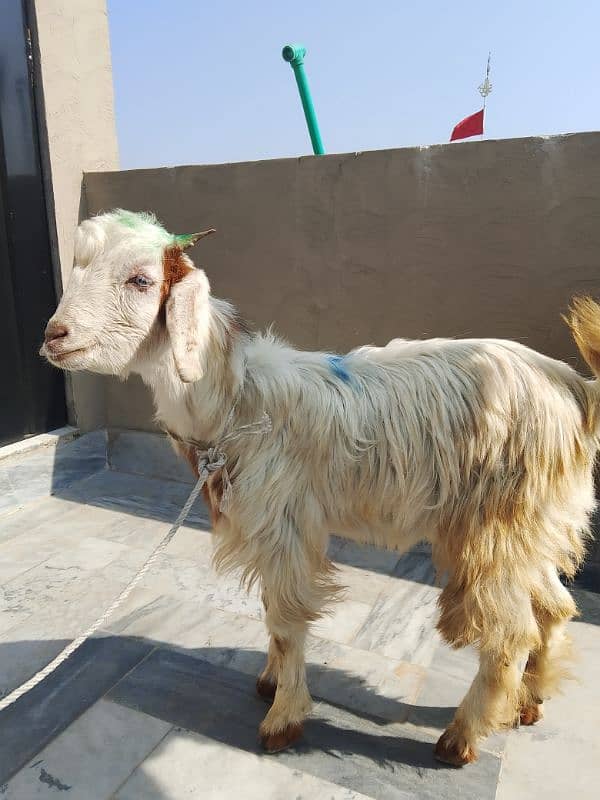 Pahari Bakra age 8 months 5