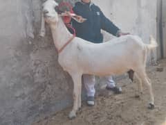 Pure ablak bakri for sale