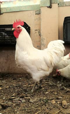 Australorp heritage chicks | Blue Australorp | White Australorp |chick