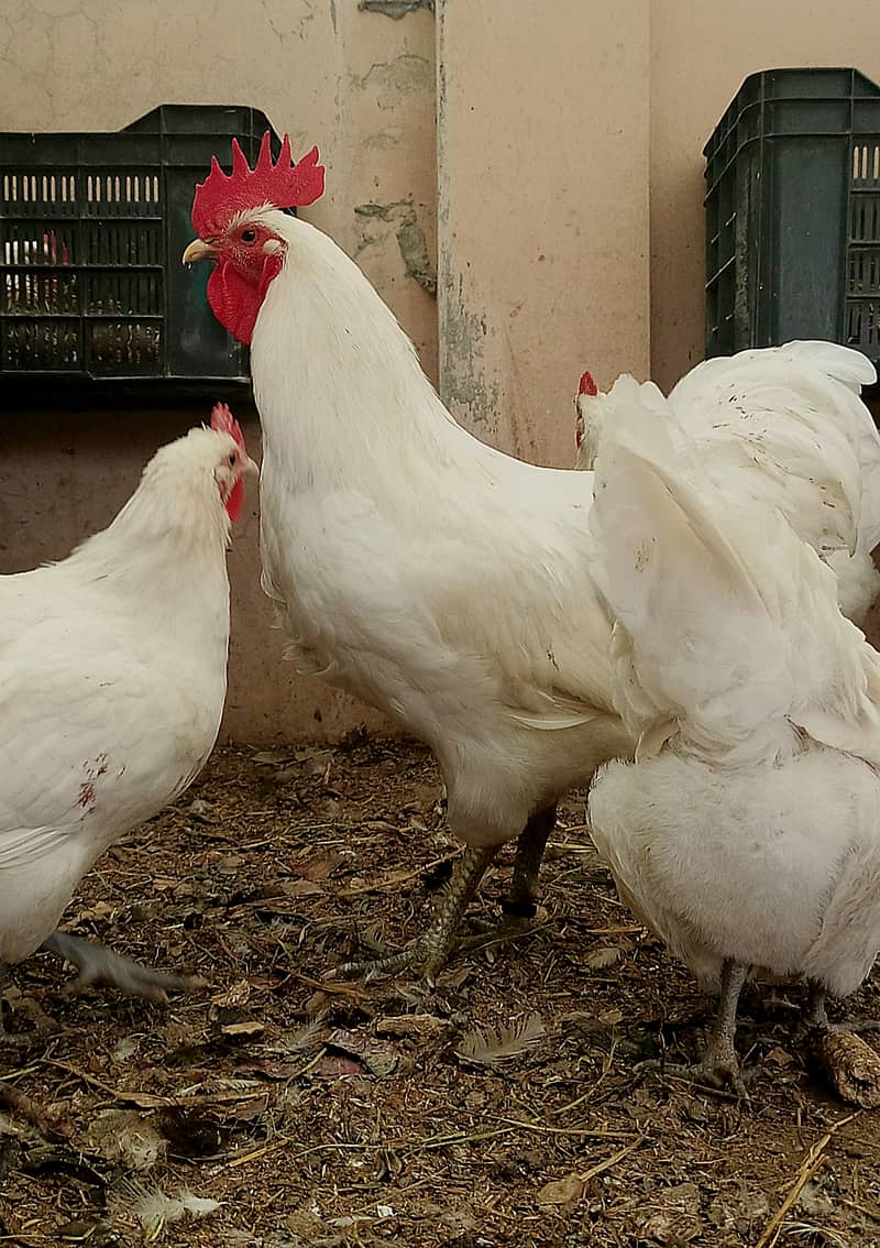 Australorp heritage chicks | Blue Australorp | White Australorp | eggs 1