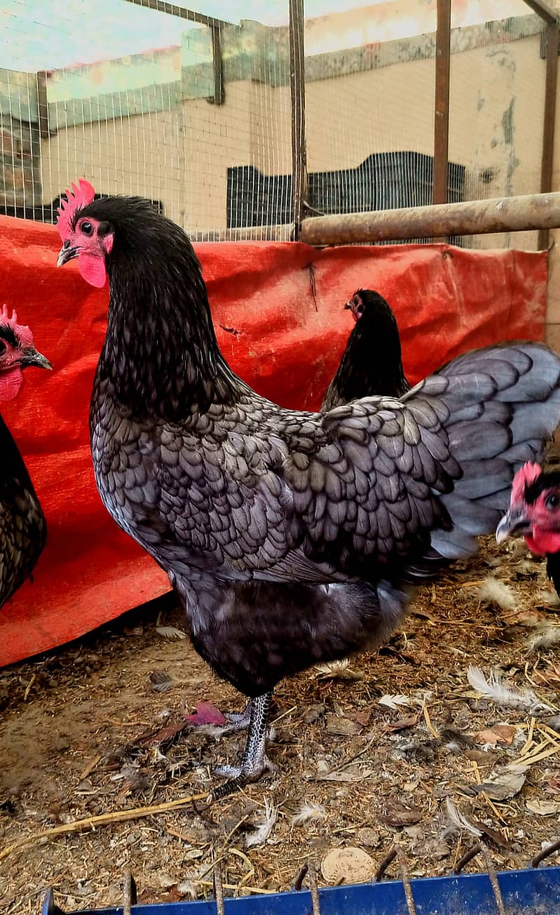 Australorp heritage chicks | Blue Australorp | White Australorp | eggs 2