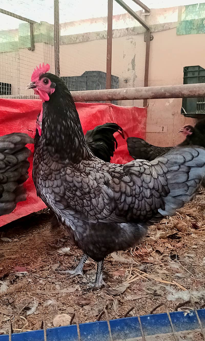 Australorp heritage chicks | Blue Australorp | White Australorp | eggs 3