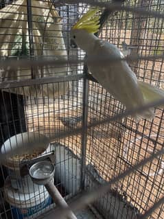 cockatoo breeder male