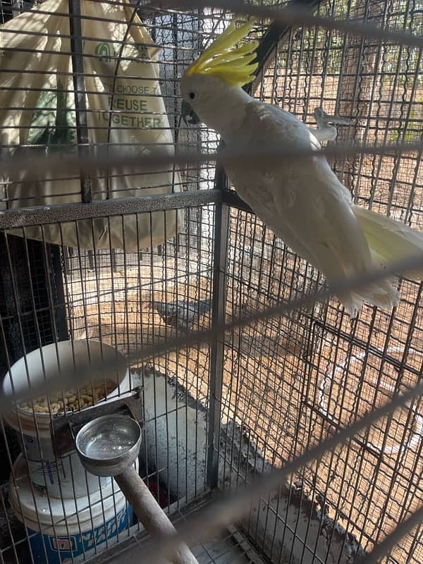 cockatoo breeder male 0