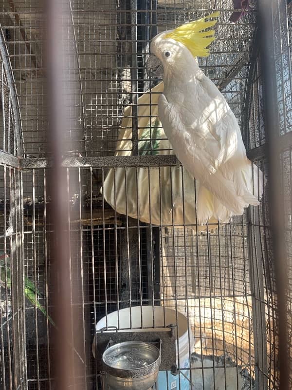 cockatoo breeder male 1