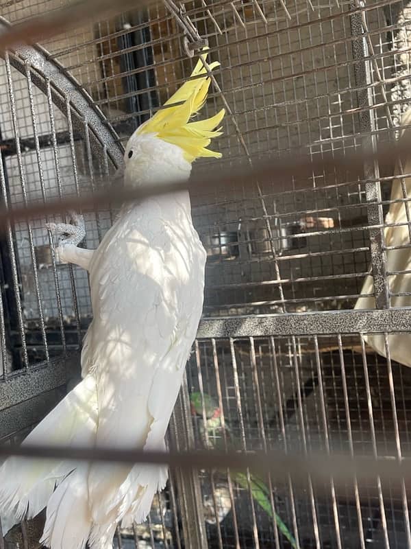 cockatoo breeder male 2