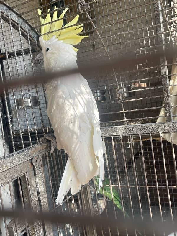 cockatoo breeder male 3