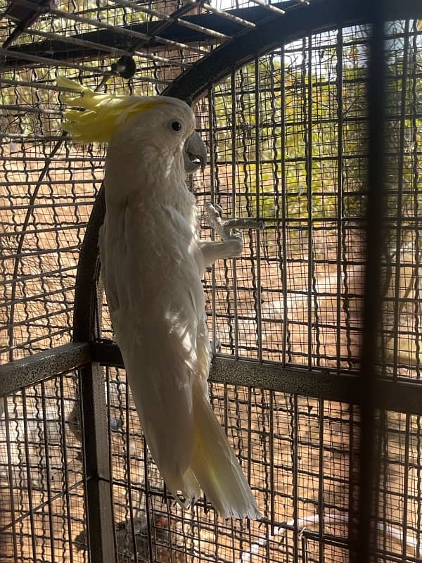 cockatoo breeder male 4