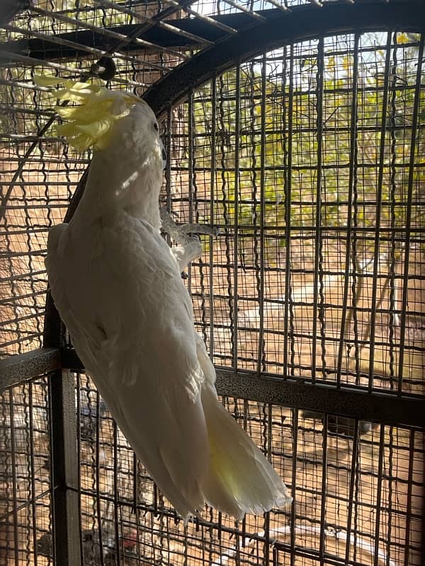 cockatoo breeder male 5