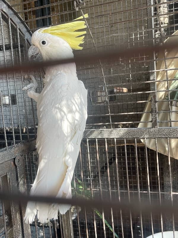 cockatoo breeder male 6