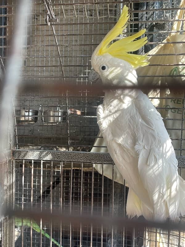 cockatoo breeder male 7