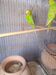 Budgies