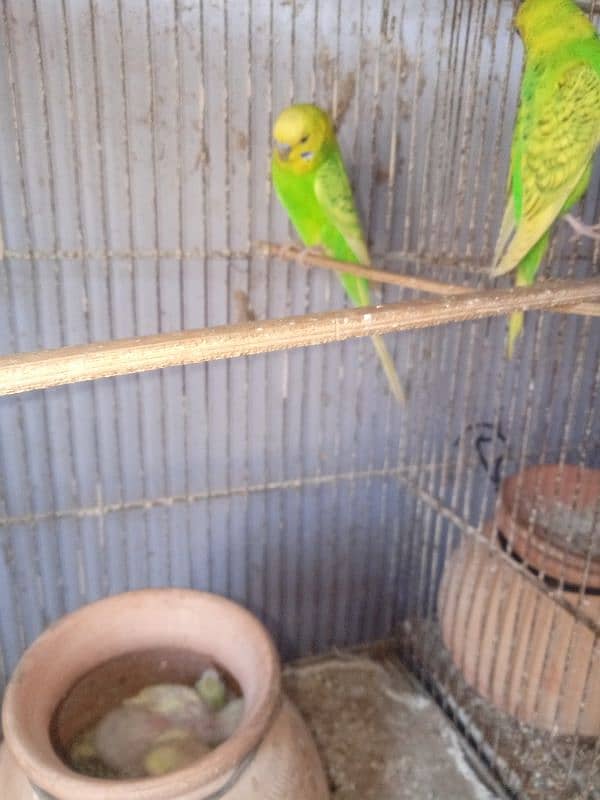 Budgies 0