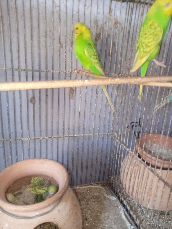 Budgies 1