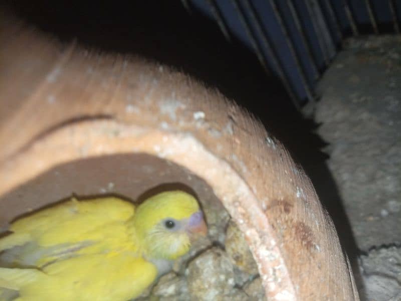 Budgies 3