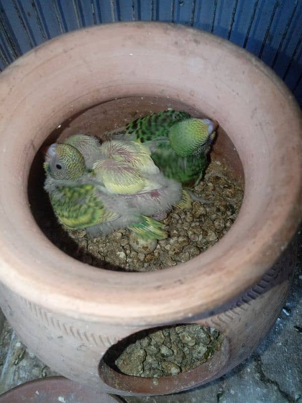 Budgies 4