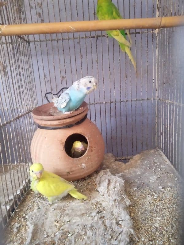 Budgies 5