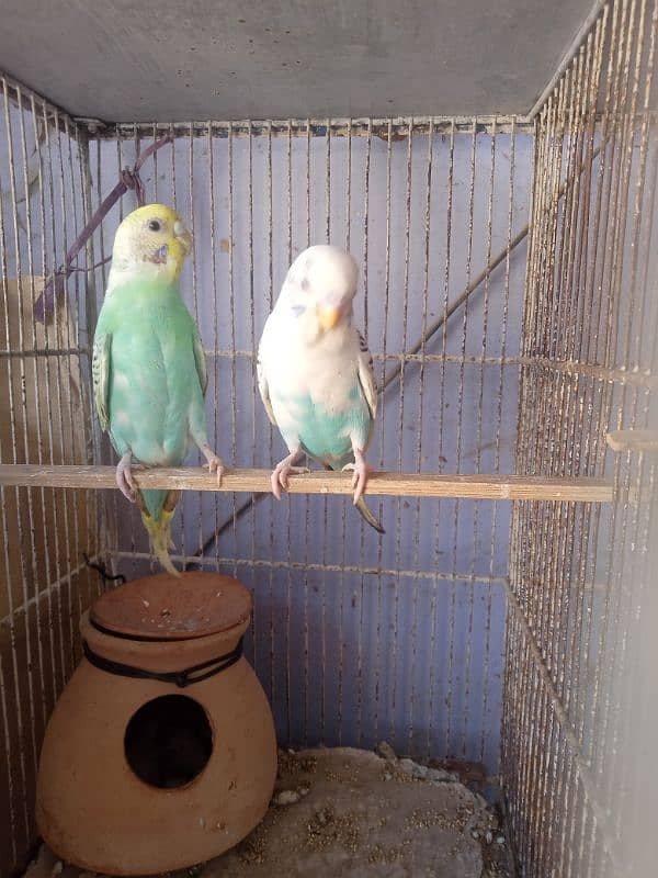 Budgies 6