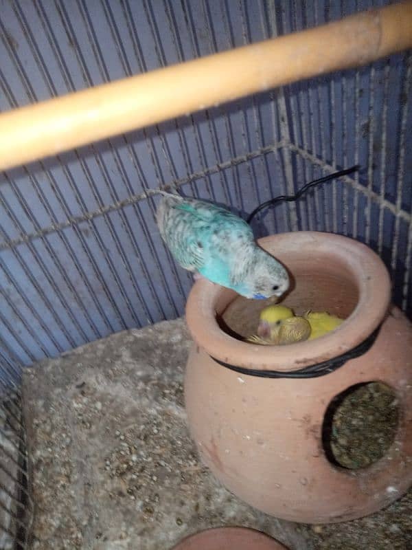 Budgies 7