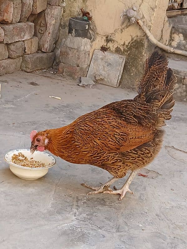 hens for sale 2