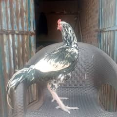 pakistani aseel breeder