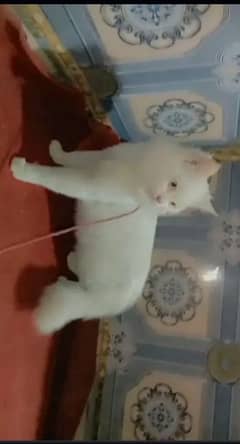 Persian male cat available in okara city