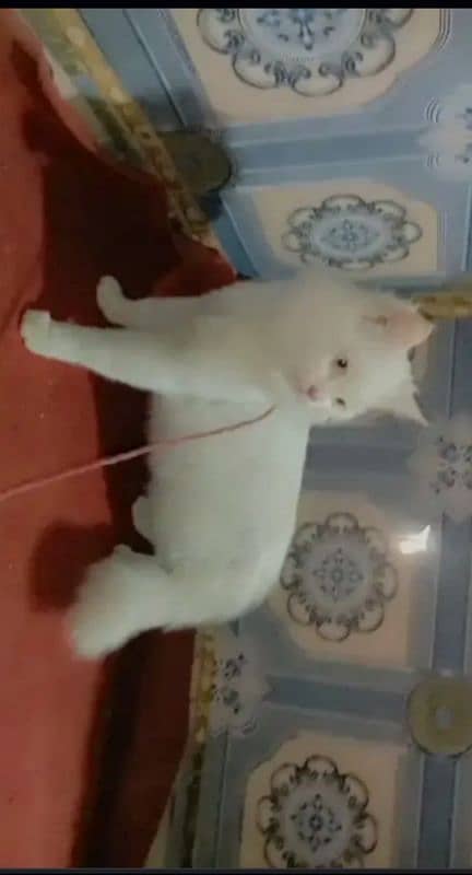 Persian male cat available in okara city 0