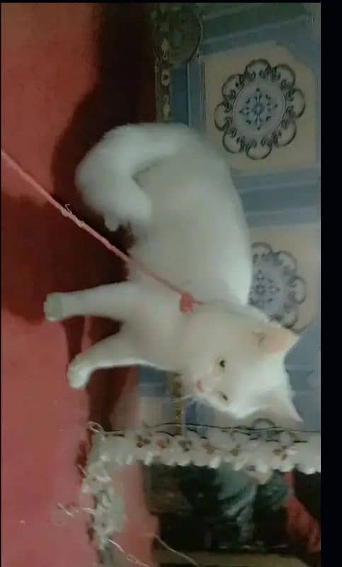 Persian male cat available in okara city 1