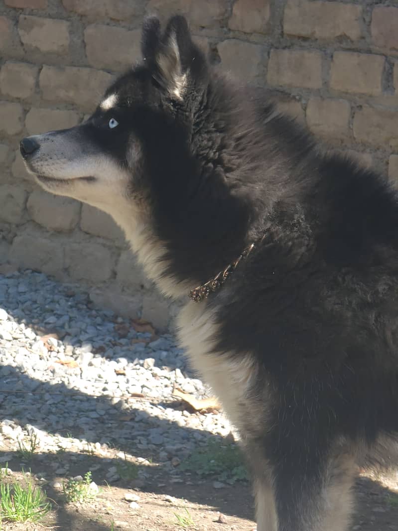 Agouti husky male / husky dog / dog for sale / location Abbottabad 1