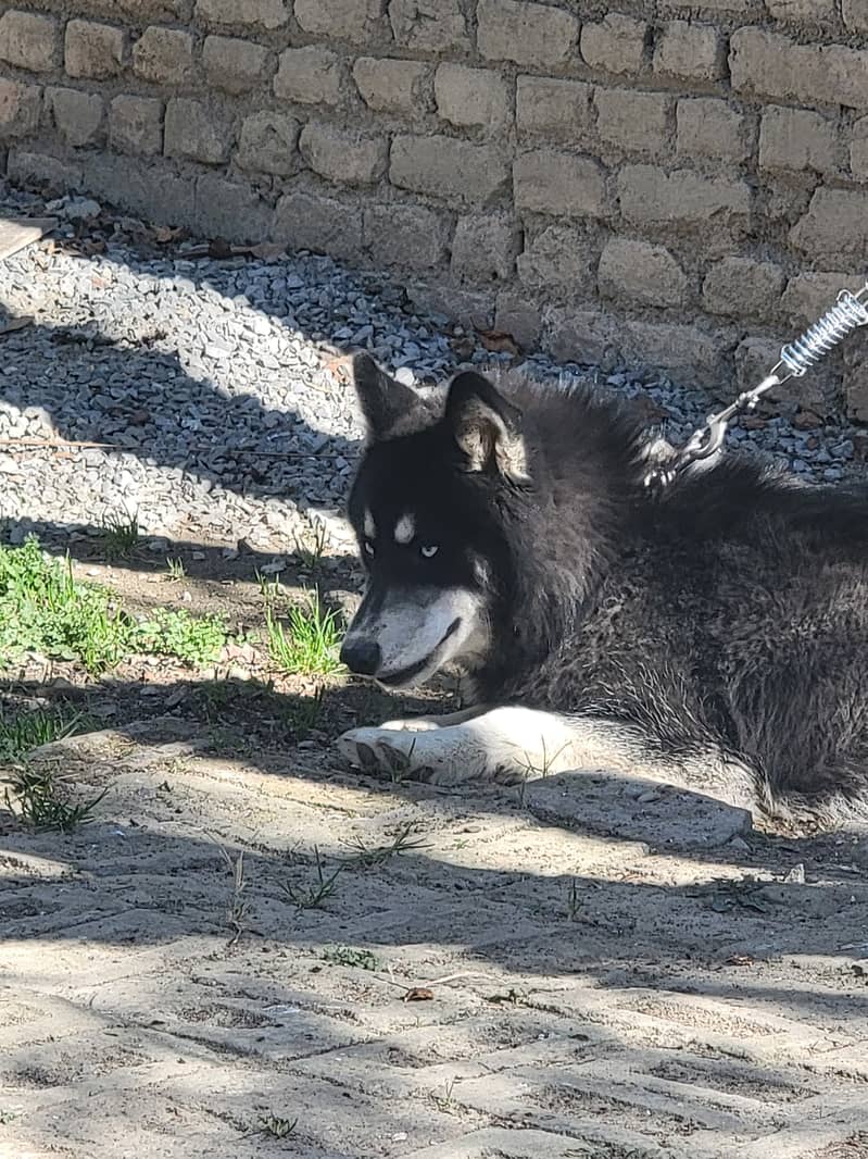 Agouti husky male / husky dog / dog for sale / location Abbottabad 2