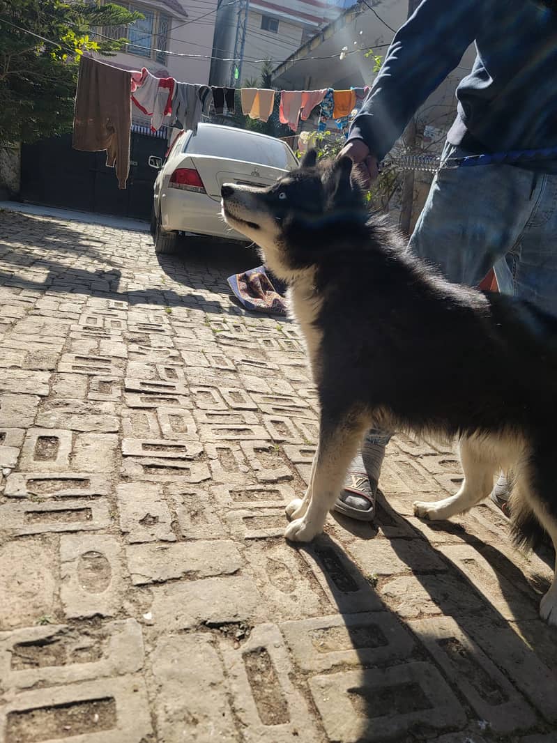 Agouti husky male / husky dog / dog for sale / location Abbottabad 3