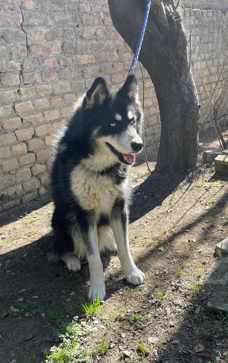 Agouti husky male / husky dog / dog for sale / location Abbottabad 4